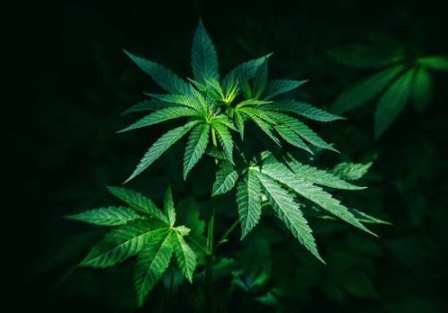 Discover thefantasysmoke.com for Premium Smoking Gear and Expert Buying Guides