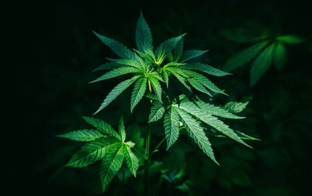 Discover thefantasysmoke.com for Premium Smoking Gear and Expert Buying Guides